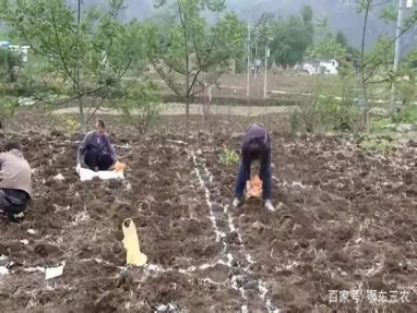 农民在化肥使用...